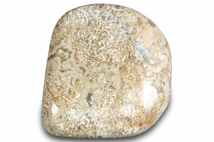 Polished Dinosaur Bone (Gembone) - Morocco #287528